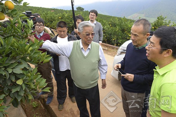 云南褚橙全自动水果盒成型机